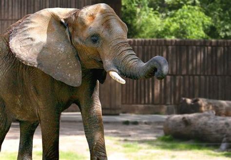 quantos anos vive um elefante-4